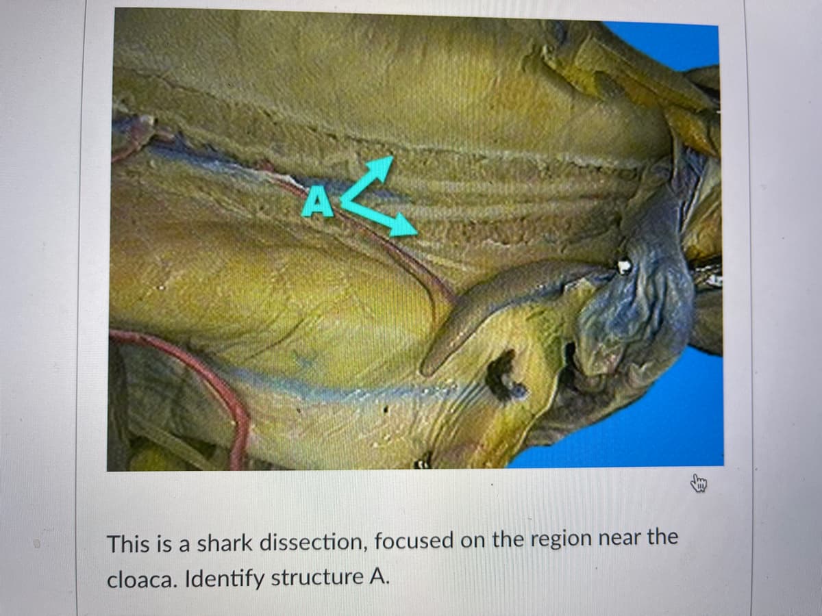 A
This is a shark dissection, focused on the region near the
cloaca. Identify structure A.
