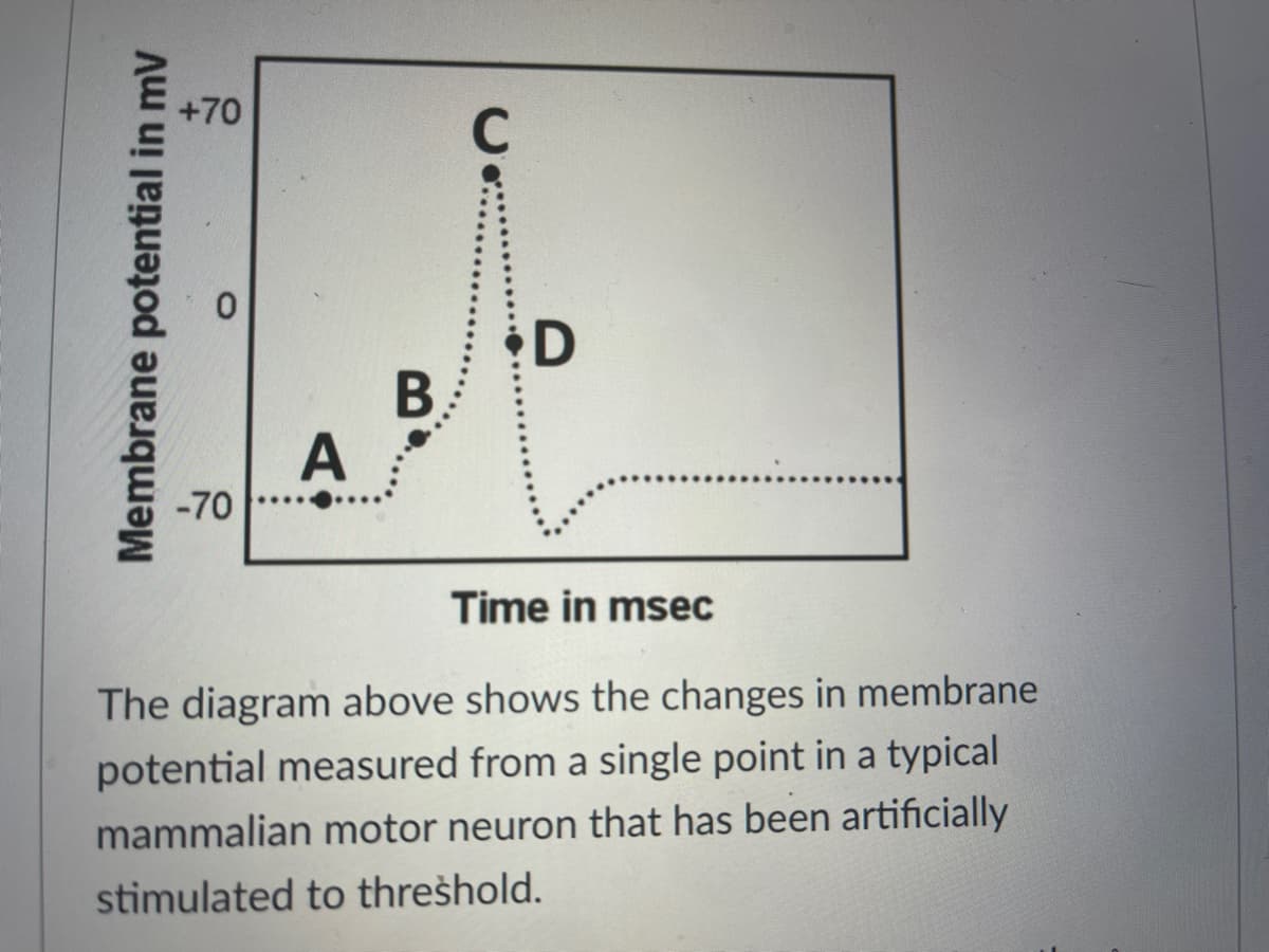 +70
D
A
-70
Time in msec
The diagram above shows the changes in membrane
potential measured from a single point in a typical
mammalian motor neuron that has been artificially
stimulated to threshold.
Membrane potential in mV
B

