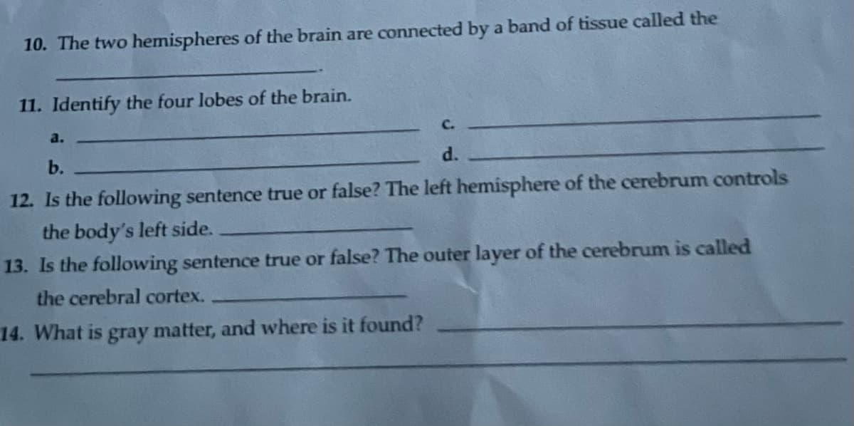 10. The two hemispheres of the brain are connected by a band of tissue called the
11. Identify the four lobes of the brain.
C.
b.
d.
12. Is the following sentence true or false? The left hemisphere of the cerebrum controls
the body's left side.
a.
13. Is the following sentence true or false? The outer layer of the cerebrum is called
the cerebral cortex.
14. What is gray matter, and where is it found?