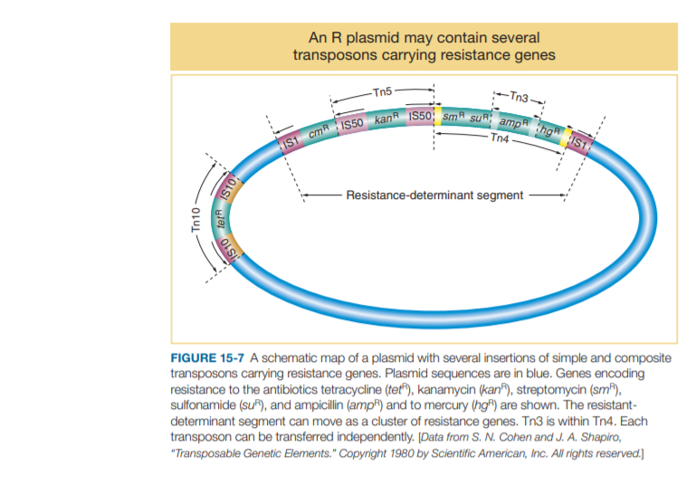 HIS1 cmR IS50 kan IS50; sm su amp hgIS1
An R plasmid may contain several
transposons carrying resistance genes
-Tn5
-Tn3-
- Tn4-
Resistance-determinant segment
FIGURE 15-7 A schematic map of a plasmid with several insertions of simple and composite
transposons carrying resistance genes. Plasmid sequences are in blue. Genes encoding
resistance to the antibiotics tetracycline (tet"), kanamycin (kan®), streptomycin (sm®),
sulfonamide (suf), and ampicillin (ampR) and to mercury (hg®) are shown. The resistant-
determinant segment can move as a cluster of resistance genes. Tn3 is within Tn4. Each
transposon can be transferred independently. [Data from S. N. Cohen and J. A. Shapiro,
"Transposable Genetic Elements." Copyright 1980 by Scientific American, Inc. All rights reserved.]
Tn10
IS10
