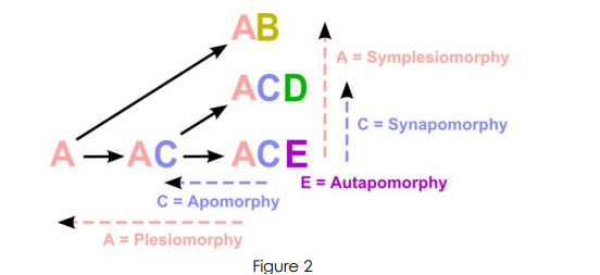 AB
A
!A = Symplesiomorphy
ACD
A
IC = Synapomorphy
A→AC→ACE
E = Autapomorphy
--
C = Apomorphy
A = Plesiomorphy
Figure 2
