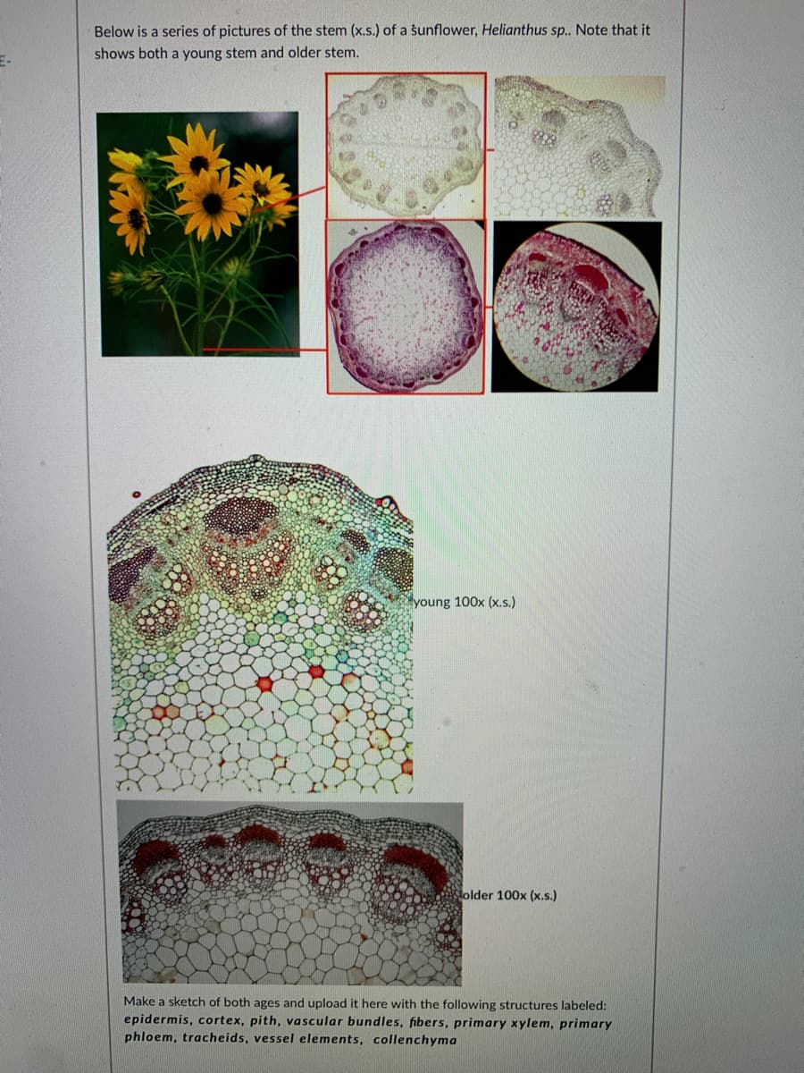 Below is a series of pictures of the stem (x.s.) of a sunflower, Helianthus sp. Note that it
shows both a young stem and older stem.
young 100x (.s.)
older 100x (x.s.)
Make a sketch of both ages and upload it here with the following structures labeled:
epidermis, cortex, pith, vascular bundles, fibers, primary xylem, primary
phloem, tracheids, vessel elements, collenchyma
