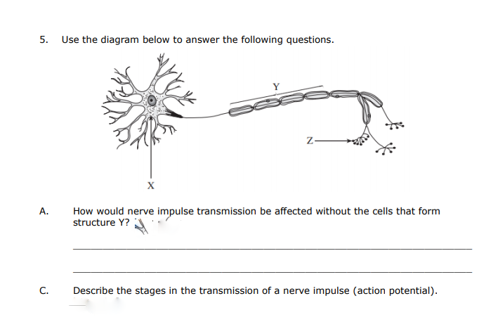 5. Use the diagram below to answer the following questions.
Z-
X
А.
How would nerve impulse transmission be affected without the cells that form
structure Y?
C.
Describe the stages in the transmission of a nerve impulse (action potential).
