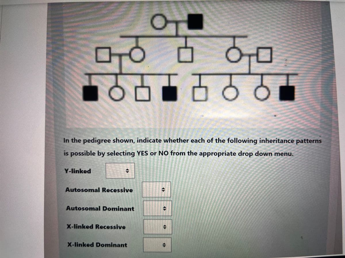 70 T 꿈 ㅁ
ㅁ
이어어어어어어
In the pedigree shown, indicate whether each of the following inheritance patterns
is possible by selecting YES or NO from the appropriate drop down menu.
Y-linked
Autosomal Recessive
Autosomal Dominant
X-linked Recessive
X-linked Dominant
()