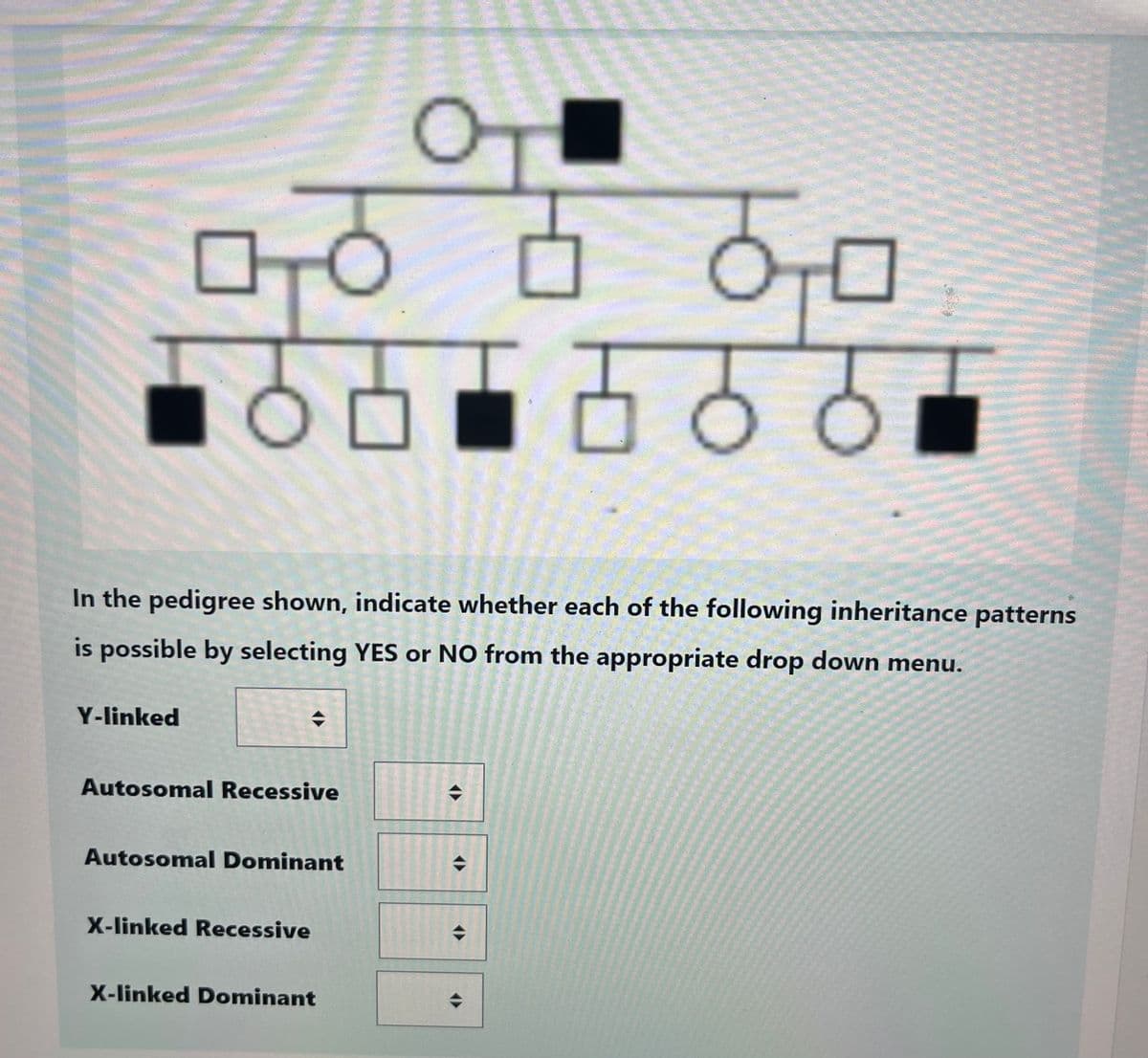 Y-linked
ㅁㅇ
O
ㅇㅁ
In the pedigree shown, indicate whether each of the following inheritance patterns
is possible by selecting YES or NO from the appropriate drop down menu.
Autosomal Recessive
Autosomal Dominant
X-linked Recessive
X-linked Dominant
◆
마음
(>>
01