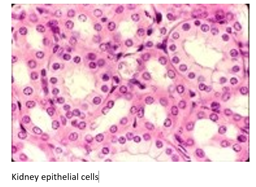 00
Kidney epithelial cells
