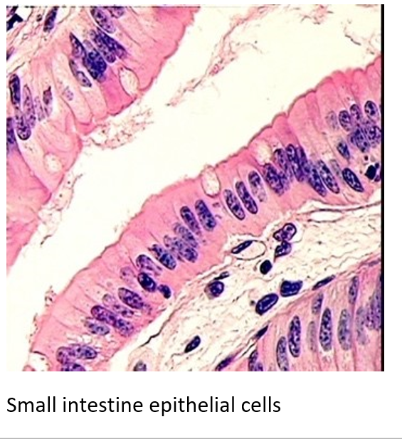 Small intestine epithelial cells
