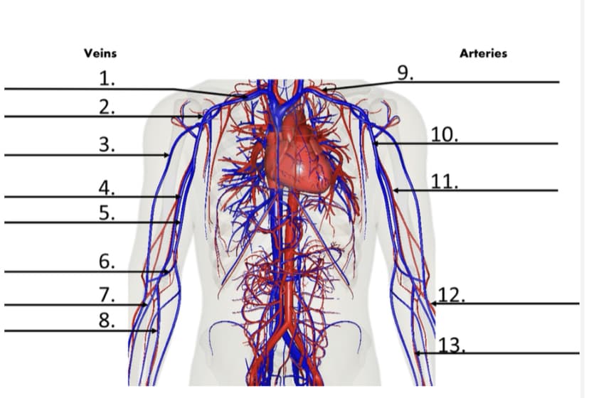 Arteries
Veins
9.
1.
2.
|10.
3.
11.
4.
5.
6.
12.
7.
8.
13.
