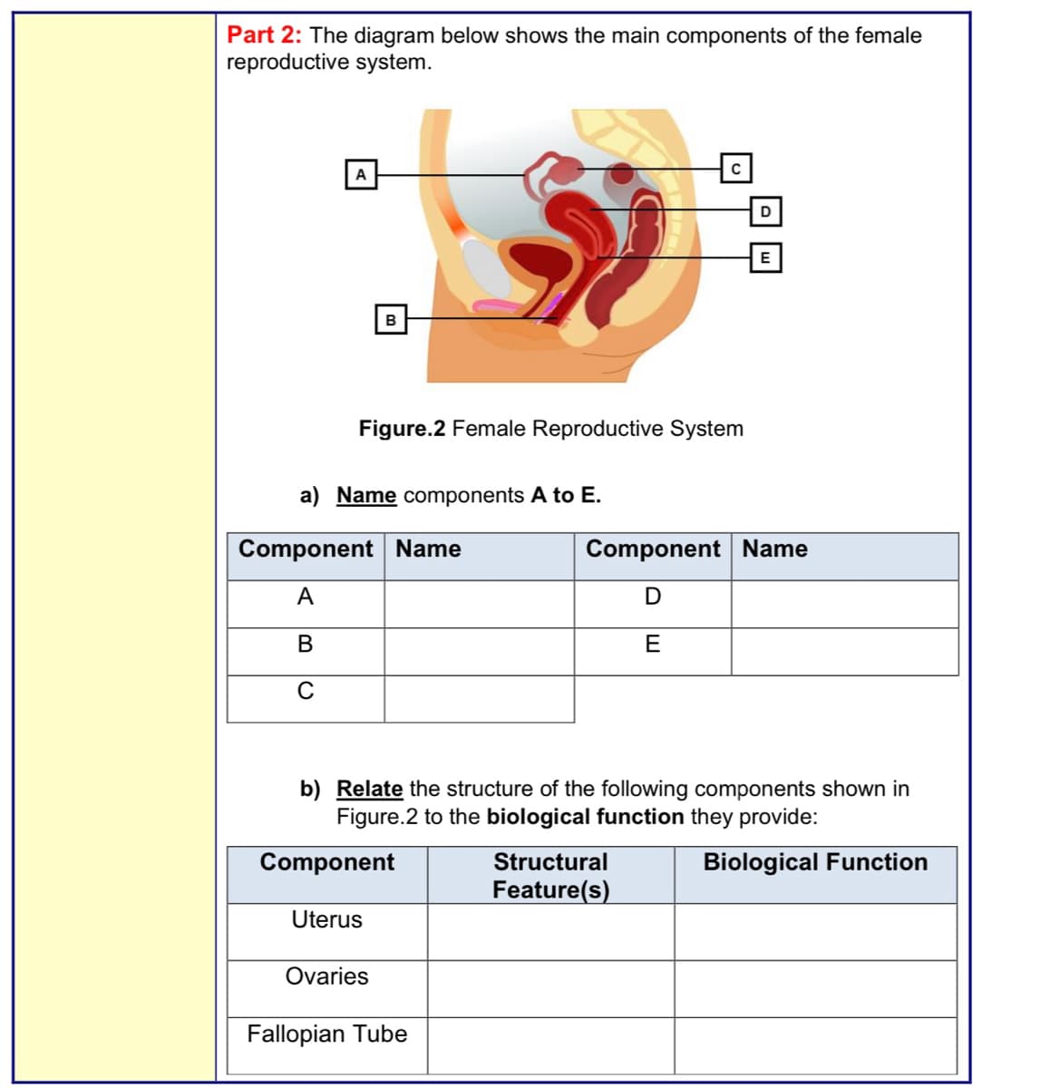 Part 2: The diagram below shows the main components of the female
reproductive system.
A
Figure.2 Female Reproductive System
B
a) Name components A to E.
Component Name
A
B
C
Component
Uterus
b) Relate the structure of the following components shown in
Figure.2 to the biological function they provide:
Biological Function
Ovaries
Fallopian Tube
E
Component Name
D
E
Structural
Feature(s)