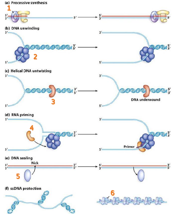 (a) Processive synthesis
(b) DNA unwinding
3'
MMNMNMNMINN
5'
(c) Helical DNA untwisting
3'
5'
(d) RNA priming
3'
2
(e) DNA sealing
5
MT M
3
Nick
(f) ssDNA protection
MINN?'
min
53
3'
3
3'
S
ws
6
BOTOL HOT
DNA underwound
Primer
MIMINNE
50
MIMPIN
Mi