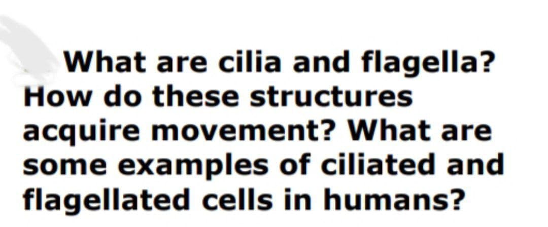 What are cilia and flagella?
How do these structures
acquire movement? What are
some examples of ciliated and
flagellated cells in humans?

