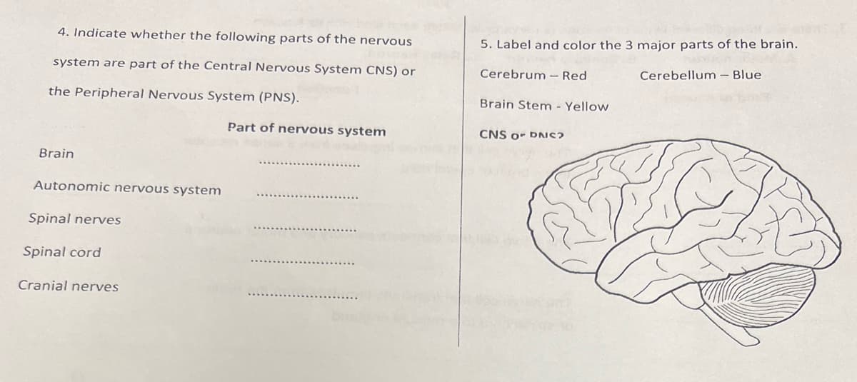 4. Indicate whether the following parts of the nervous
system are part of the Central Nervous System CNS) or
the Peripheral Nervous System (PNS).
Part of nervous system
Brain
Autonomic nervous system
Spinal nerves
Spinal cord
Cranial nerves
5. Label and color the 3 major parts of the brain.
Cerebrum Red
Cerebellum - Blue
Brain Stem - Yellow
CNS or DNS?
100