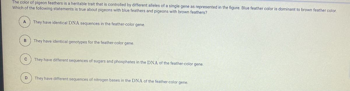 The color of pigeon feathers is a heritable trait that is controlled by different alleles of a single gene as represented in the figure. Blue feather color is dominant to brown feather color.
Which of the following statements is true about pigeons with blue feathers and pigeons with brown feathers?
They have identical DNA sequences in the feather-color gene.
They have identical genotypes for the feather-color gene.
They have different sequences of sugars and phosphates in the DNA of the feather-color gene.
They have different sequences of nitrogen bases in the DNA of the feather-color gene.
