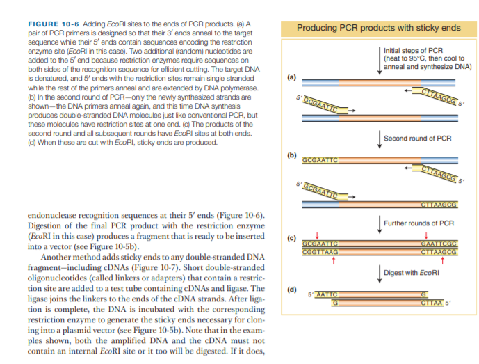 FIGURE 10-6 Adding EcoRI sites to the ends of PCR products. (a) A
pair of PCR primers is designed so that their 3' ends anneal to the target
sequence while their 5' ends contain sequances encoding the restriction
enzyme site (EcoRI in this case). Two additional (random) nucleotides are
added to the 5' end because restriction enzymes require sequences on
both sides of the recognition sequence for efficient cutting. The target DNA
is denatured, and 5' ends with the restriction sites remain single stranded
while the rest of the primers anneal and are extended by DNA polymerase.
(b) In the second round of PCR-only the newly synthesized strands are
shown-the DNA primers anneal again, and this time DNA synthesis
produces double-stranded DNA molecules just like conventional PCR, but
Producing PCR products with sticky ends
Initial steps of PCR
(heat to 95°C, then cool to
anneal and synthesize DNA)
(a)
CITAAGCG 5
5 GCGAATTC
these molecules have restriction sites at one end. (c) The products of the
second round and all subsequent rounds have EcoRI sites at both ends.
(d) When these are cut with EcoRI, sticky ends are produced.
Second round of PCR
(b)
GCGAATTC
CTTAAGCE 5'
5 GCGAATTC
CTTAAGCG
endonuclease recognition sequences at their 5' ends (Figure 10-6).
Digestion of the final PCR product with the restriction enzyme
(EcoRI in this case) produces a fragment that is ready to be inserted
into a vector (see Figure 10-5b).
Another method adds sticky ends to any double-stranded DNA
fragment-including cDNAs (Figure 10-7). Short double-stranded
oligonucleotides (called linkers or adapters) that contain a restric-
tion site are added to a test tube containing cDNAs and ligase. The
ligase joins the linkers to the ends of the CDNA strands. After liga-
tion is complete, the DNA is incubated with the corresponding
restriction enzyme to generate the sticky ends necessary for clon-
ing into a plasmid vector (see Figure 10-5b). Note that in the exam-
ples shown, both the amplified DNA and the CDNA must not
contain an internal EcoRI site or it too will be digested. If it does,
Further rounds of PCR
(c)
GCGAATTC
GAATTCGC
CTTAAGCG
CGGTTAAG
Digest with EcoRI
(d)
5' AATTC
CITAA 5'
