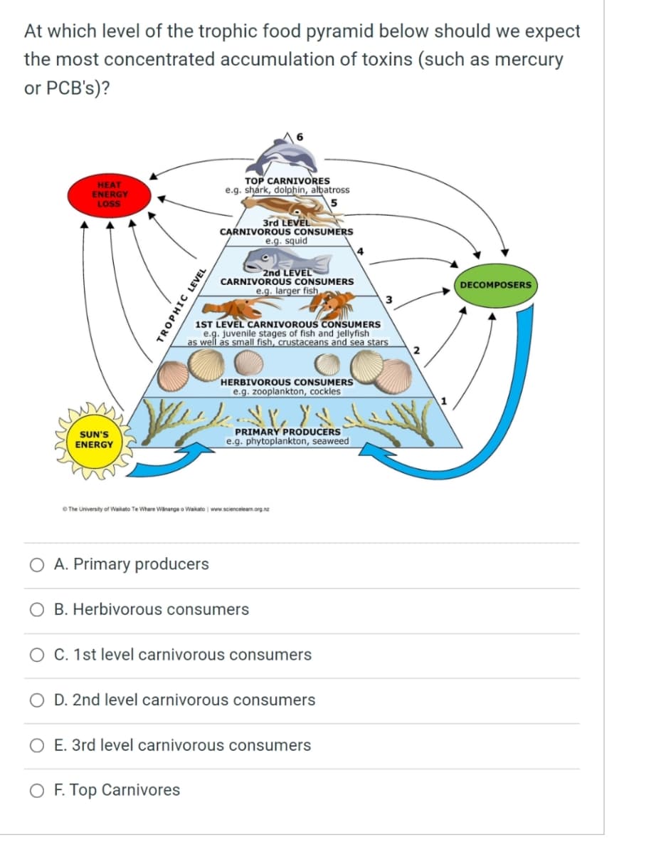 At which level of the trophic food pyramid below should we expect
the most concentrated accumulation of toxins (such as mercury
or PCB's)?
TOP CARNIVORES
e.g. shárk, dolphin, albatross
HEAT
ENERGY
LOSS
3rd LEVEL
CARNIVOROUS CONSUMERS
e.g. squid
2nd LEVEL
CARNIVOROUS CONSUMERS
e.g. larger fish.
DECOMPOSERS
1ST LEVEL CARNIVOROUS CONSUMERS
e.g. juvenile stages of fish and jellyfish
as well as small fish, crustaceans and sea stars
2
HERBIVOROUS CONSUMERS
e.g. zooplankton, cockles
SUN'S
ENERGY
PRIMARY PRODUCERS
e.g. phytoplankton, seaweed
OThe University of Waikato Te Where Wananga o Wakato www.scienceleam.org.nz
O A. Primary producers
O B. Herbivorous consumers
O C. 1st level carnivorous consumers
D. 2nd level carnivorous consumers
O E. 3rd level carnivorous consumers
O F. Top Carnivores
TROPHIC LEVEL
