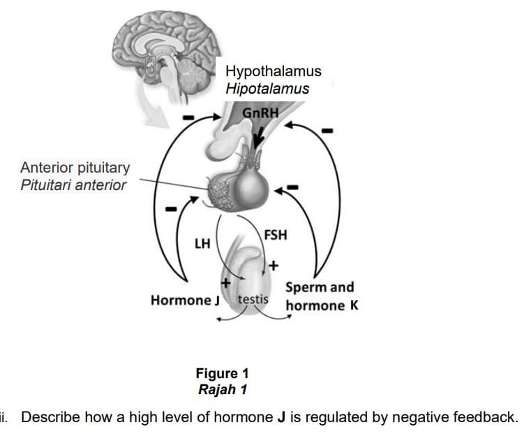 Hypothalamus
Hipotalamus
GNRH
Anterior pituitary
Pituitari anterior
FSH
LH
Sperm and
Hormone J testis hormone K
Figure 1
Rajah 1
ii. Describe how a high level of hormone J is regulated by negative feedback.

