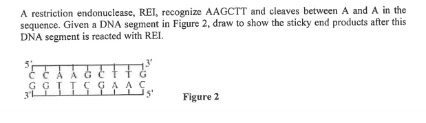 A restriction endonuclease, REI, recognize AAGCTT and cleaves between A and A in the
sequence. Given a DNA segment in Figure 2, draw to show the sticky end products after this
DNA segment is reacted with REI.
5
Č ČÁ Á G
G GT T CGAAC
3'L
5'
Figure 2
