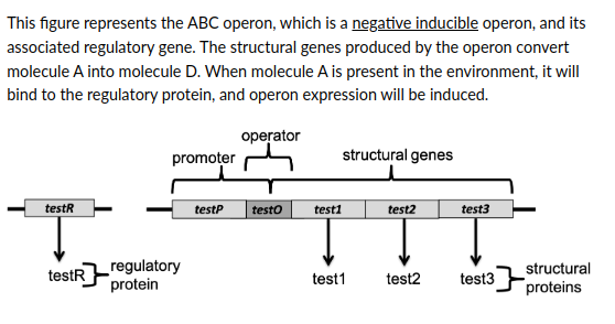 This figure represents the ABC operon, which is a negative inducible operon, and its
associated regulatory gene. The structural genes produced by the operon convert
molecule A into molecule D. When molecule A is present in the environment, it will
bind to the regulatory protein, and operon expression will be induced.
operator
testR
testR
promoter
regulatory
protein
testP testo
structural genes
test1
test1
test2
test2
test3
test3
structural
proteins