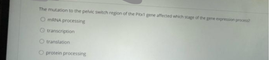 The mutation to the pelvic switch region of the Pitx1 gene affected which stage of the gene expression process?
O MRNA processing
O transcription
O translation
O protein processing
