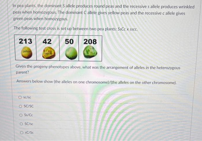 In pea plants, the dominant S allele produces round peas and the recessive s allele produces wrinkled
peas when homozygous. The dominant C allele gives yellow peas and the recessive c allele gives
green peas when homozygous.
The following test cross is set up between two pea plants: SsCc x sscc.
213 42 50 208
yellow
Given the progeny phenotypes above, what was the arrangement of alleles in the heterozygous
parent?
Answers below show (the alleles on one chromosome)/(the alleles on the other chromosome).
Osc/sc
O SC/SC
5s/Cc
O SC/sc
O SC/Sc