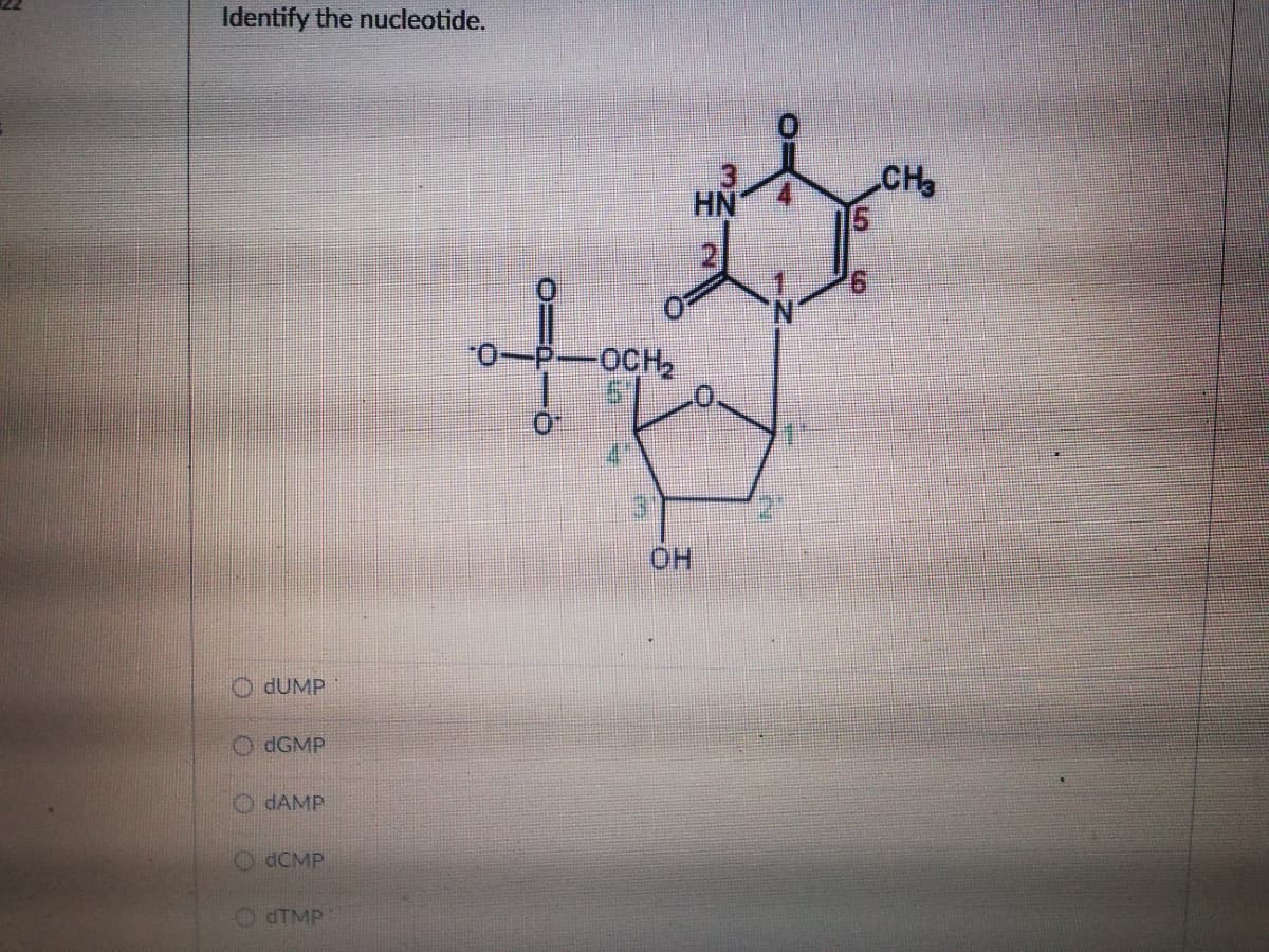 Identify the nucleotide.
CH
HN
OCH
HO
O DUMP
(GMP
O DAMP
O dCMP
O dTMP
