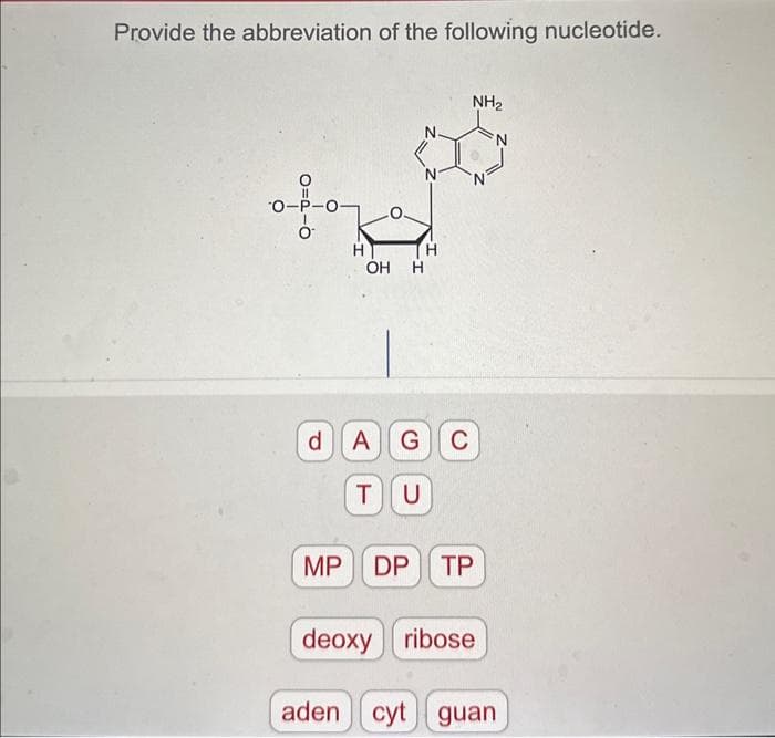 Provide the abbreviation of the following nucleotide.
11
O-P-O-
O
H
OH H
d A G C
TU
NH₂
MP DP TP
deoxy ribose
aden cyt guan