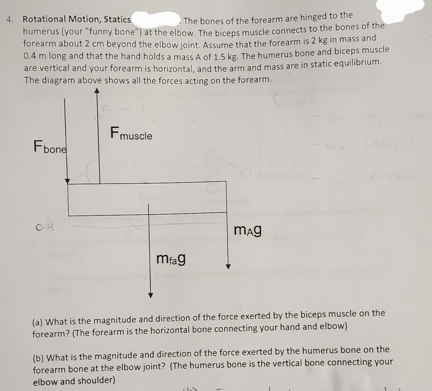 4. Rotational Motion, Statics
The bones of the forearm are hinged to the
humerus (your "funny bone") at the elbow. The biceps muscle connects to the bones of the
forearm about 2 cm beyond the elbow joint. Assume that the forearm is 2 kg in mass and
0.4 m long and that the hand holds a mass A of 1.5 kg. The humerus bone and biceps muscle
are vertical and your forearm is horizontal, and the arm and mass are in static equilibrium.
The diagram above shows all the forces acting on the forearm.
Fbone
0.41
F muscle
mfag
mag
(a) What is the magnitude and direction of the force exerted by the biceps muscle on the
forearm? (The forearm is the horizontal bone connecting your hand and elbow)
(b) What is the magnitude and direction of the force exerted by the humerus bone on the
forearm bone at the elbow joint? (The humerus bone is the vertical bone connecting your
elbow and shoulder)