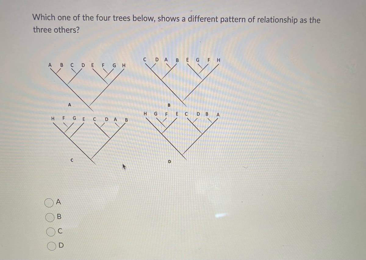 Which one of the four trees below, shows a different pattern of relationship as the
three others?
C DA BEG F H
A BCDE F G H
A
HGF ECDBA
H FGE C DA B
A.
O O O O
