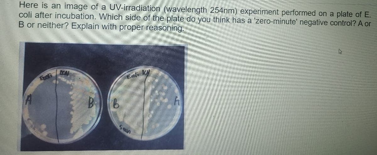 Here is an image of a UV-irradiation (wavelength 254nm) experiment performed on a plate of E.
coli after incubation. Which side of the plate do you think has a 'zero-minute' negative control? A or
B or neither? Explain with proper reasoning.
Exoti
Eoli ky
