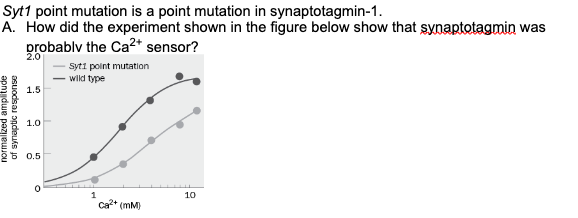 Syt1 point mutation is a point mutation in synaptotagmin-1.
A. How did the experiment shown in the figure below show that synaptotagmin was
probably
the Ca²+ sensor?
normalized amplitude
of synaptic response
1.5
1.0
0.5
-Syt1 point mutation
- wild type
Ca²+ (mm)
10