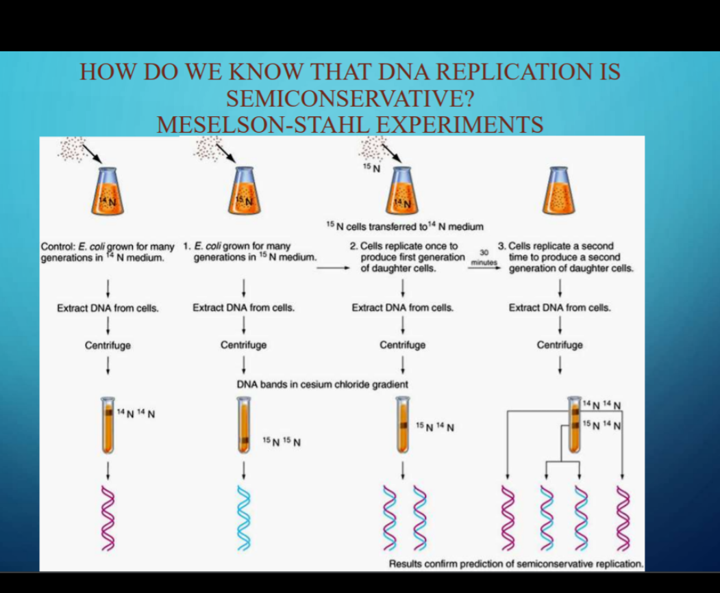 HOW DO WE KNOW THAT DNA REPLICATION IS
SEMICONSERVATIVE?
MESELSON-STAHL EXPERIMENTS
15 N cells transferred to4 N medium
Control: E. coli grown for many 1. E. coli grown for many
generations in r N medium.
2. Cells replicate once to
produce first generation
of daughter cells.
3. Cells replicate a second
time to produce a second
generation of daughter cells.
30
generations in 15 N medium.
minutes
Extract DNA from cells.
Extract DNA from cells.
Extract DNA from cells.
Extract DNA from cells.
Centrifuge
Centrifuge
Centrifuge
Centrifuge
DNA bands in cesium chloride gradient
14N 14 N
14N 14 N
15 N 14 N
15N 14 N
15N 15 N
Results confirm prediction of semiconservative replication.
