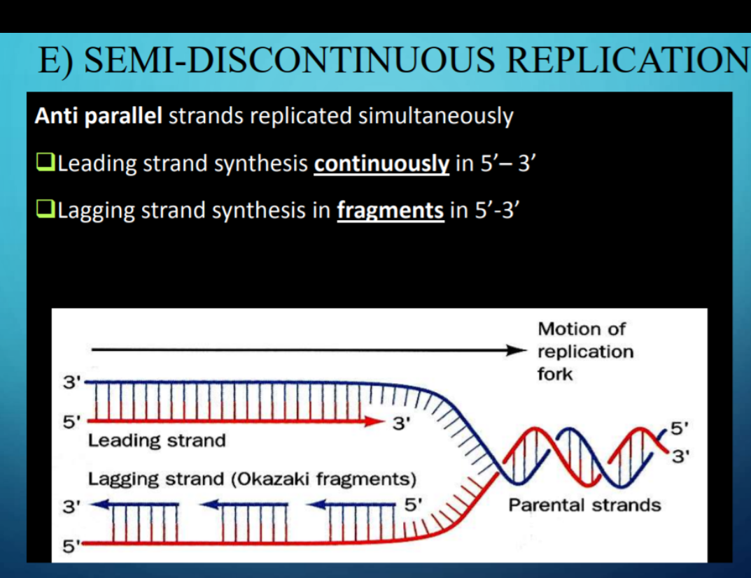 E) SEMI-DISCONTINUOUS REPLICATION
Anti parallel strands replicated simultaneously
OLeading strand synthesis continuously in 5'– 3'
OLagging strand synthesis in fragments in 5'-3'
Motion of
replication
fork
3'
5'
3'
Leading strand
'3'
Lagging strand (Okazaki fragments)
3'
5'
Parental strands
LO
