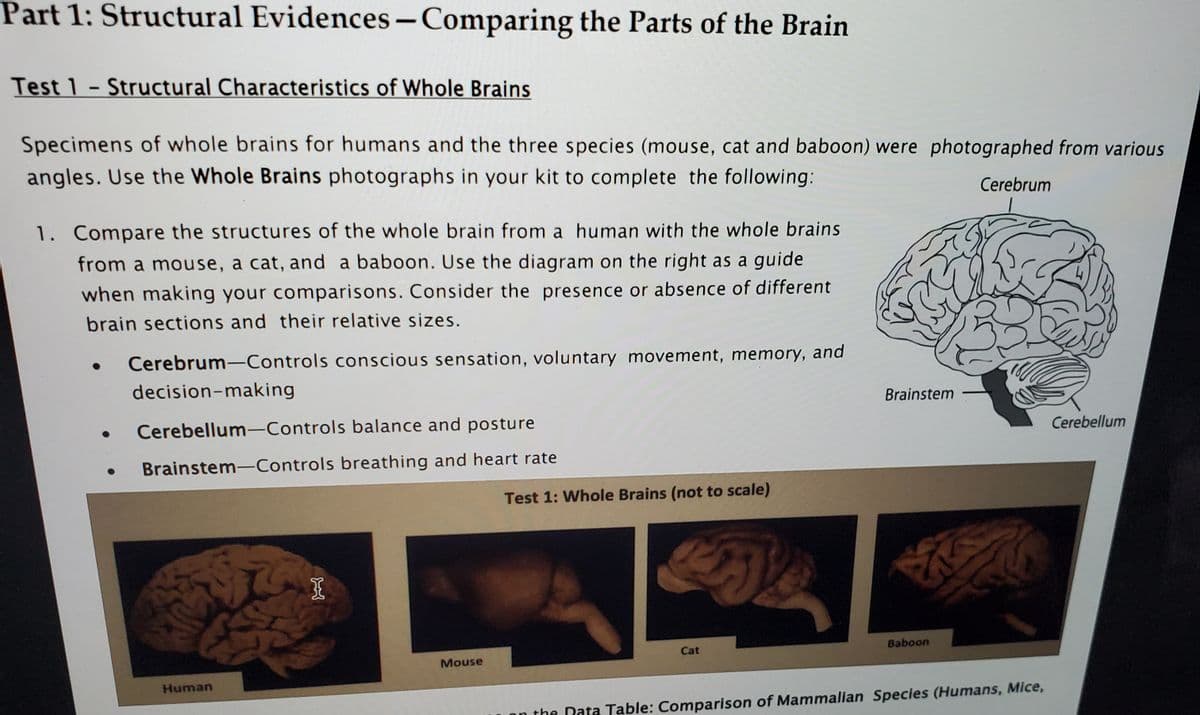 Part 1: Structural Evidences- Comparing the Parts of the Brain
Test 1- Structural Characteristics of Whole Brains
Specimens of whole brains for humans and the three species (mouse, cat and baboon) were photographed from various
angles. Use the Whole Brains photographs in your kit to complete the following:
Cerebrum
1. Compare the structures of the whole brain from a human with the whole brains
from a mouse, a cat, and a baboon. Use the diagram on the right as a guide
when making your comparisons. Consider the presence or absence of different
brain sections and their relative sizes.
Cerebrum-Controls conscious sensation, voluntary movement, memory, and
decision-making
Brainstem
Cerebellum-Controls balance and posture
Cerebellum
Brainstem-Controls breathing and heart rate
Test 1: Whole Brains (not to scale)
Cat
Baboon
Mouse
Human
on the Data Table: Comparison of Mammalian Specles (Humans, Mice,
