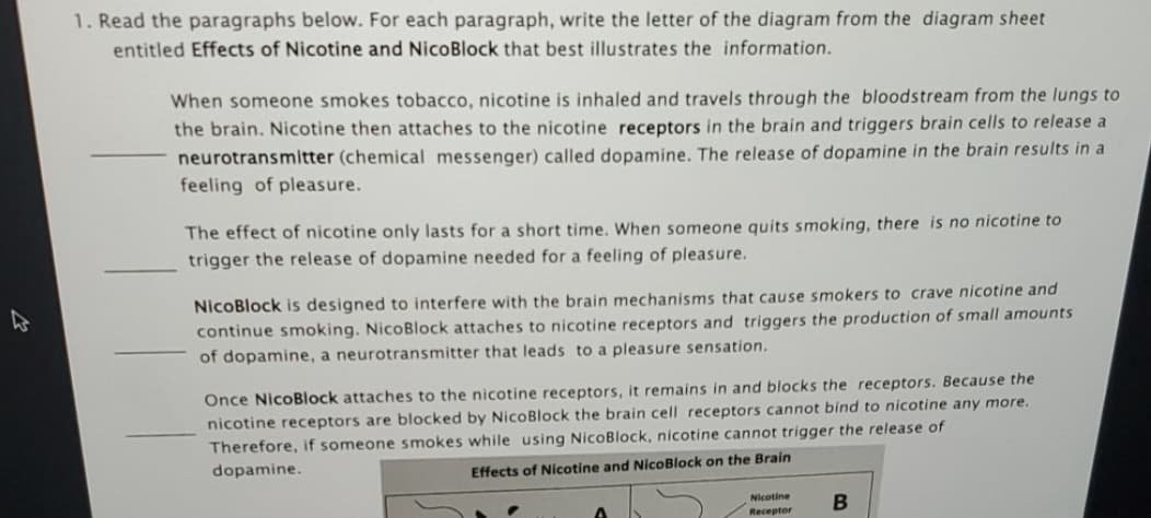 1. Read the paragraphs below. For each paragraph, write the letter of the diagram from the diagram sheet
entitled Effects of Nicotine and NicoBlock that best illustrates the information.
When someone smokes tobacco, nicotine is inhaled and travels through the bloodstream from the lungs to
the brain. Nicotine then attaches to the nicotine receptors in the brain and triggers brain cells to release a
neurotransmitter (chemical messenger) called dopamine. The release of dopamine in the brain results in a
feeling of pleasure.
The effect of nicotine only lasts for a short time. When someone quits smoking, there is no nicotine to
trigger the release of dopamine needed for a feeling of pleasure.
NicoBlock is designed to interfere with the brain mechanisms that cause smokers to crave nicotine and
continue smoking. NicoBlock attaches to nicotine receptors and triggers the production of small amounts
of dopamine, a neurotransmitter that leads to a pleasure sensation.
Once NicoBlock attaches to the nicotine receptors, it remains in and blocks the receptors. Because the
nicotine receptors are blocked by NicoBlock the brain cell receptors cannot bind to nicotine any more.
Therefore, if someone smokes while using NicoBlock, nicotine cannot trigger the release of
dopamine.
Effects of Nicotine and NicoBlock on the Brain
Nicotine
Receptor
