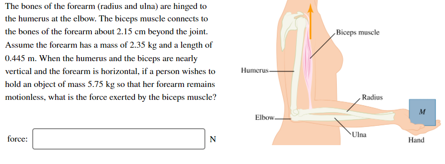 The bones of the forearm (radius and ulna) are hinged to
the humerus at the elbow. The biceps muscle connects to
the bones of the forearm about 2.15 cm beyond the joint.
,Biceps muscle
Assume the forearm has a mass of 2.35 kg and a length of
0.445 m. When the humerus and the biceps are nearly
vertical and the forearm is horizontal, if a person wishes to
Humerus-
hold an object of mass 5.75 kg so that her forearm remains
motionless, what is the force exerted by the biceps muscle?
Radius
M
Elbow-
Ulna
force:
N
Hand
