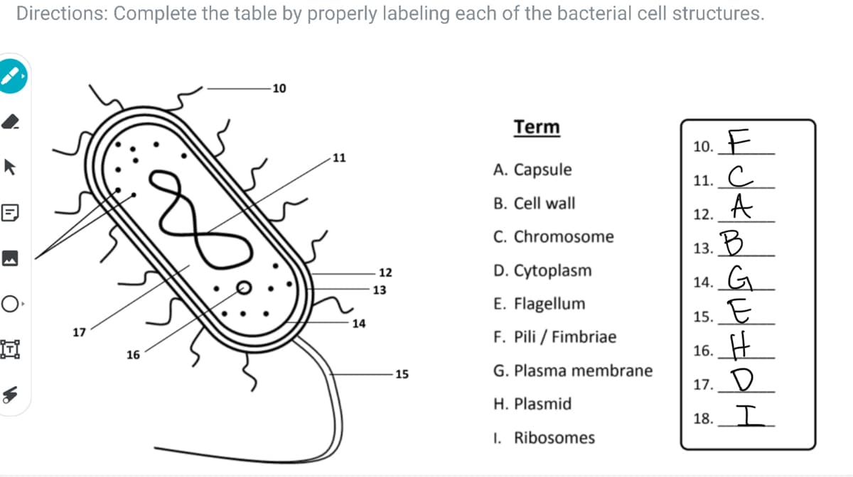 Directions: Complete the table by properly labeling each of the bacterial cell structures.
10
Term
10. E
11. C
A
11
A. Capsule
B. Cell wall
12.
C. Chromosome
13. В
14. G
15. E
16. _H
- 12
D. Cytoplasm
13
E. Flagellum
17
14
F. Pili / Fimbriae
16
G. Plasma membrane
15
17._D
H. Plasmid
18. Т
I. Ribosomes
