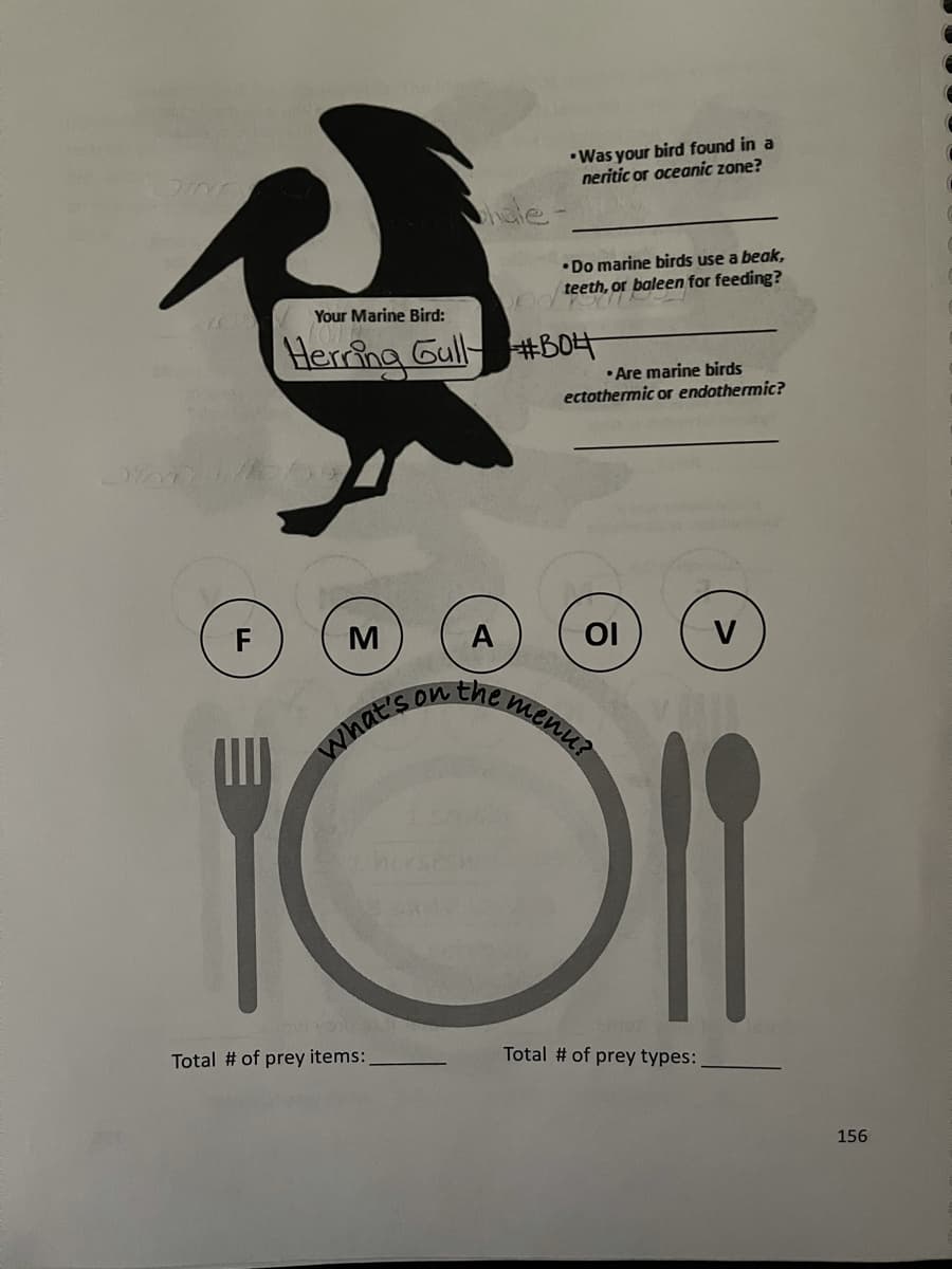 Son the menU?
•Was your bird found in a
neritic or oceanic zone?
phale.
•Do marine birds use a beak,
teeth, or baleen for feeding?
Your Marine Bird:
Hercha Gull BOH
• Are marine birds
ectothermic or endothermic?
F
OI
V
What's
Total # of prey items:
Total # of prey types:
156
10
A,
