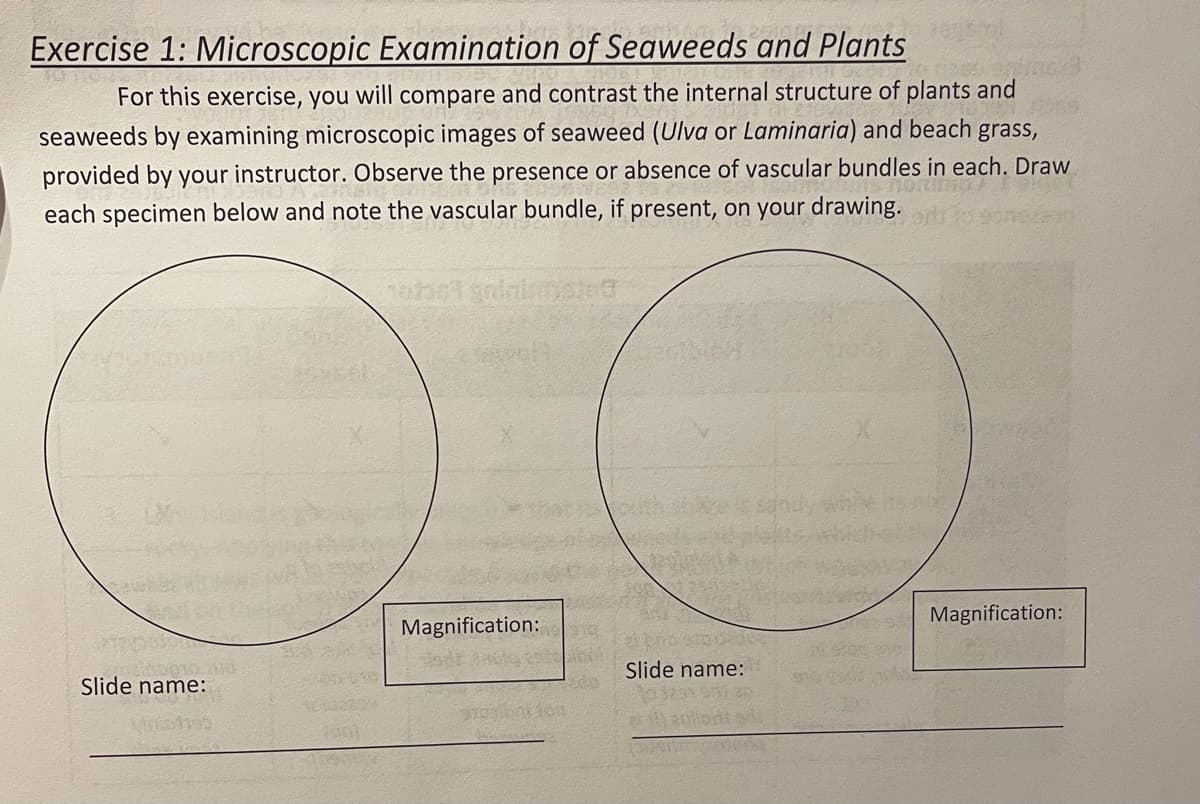 Exercise 1: Microscopic Examination of Seaweeds and Plants
For this exercise, you will compare and contrast the internal structure of plants and
seaweeds by examining microscopic images of seaweed (Ulva or Laminaria) and beach grass,
provided by your instructor. Observe the presence or absence of vascular bundles in each. Draw
each specimen below and note the vascular bundle, if present, on your drawing.
Magnification:
Magnification:
Slide name:
Slide name:
