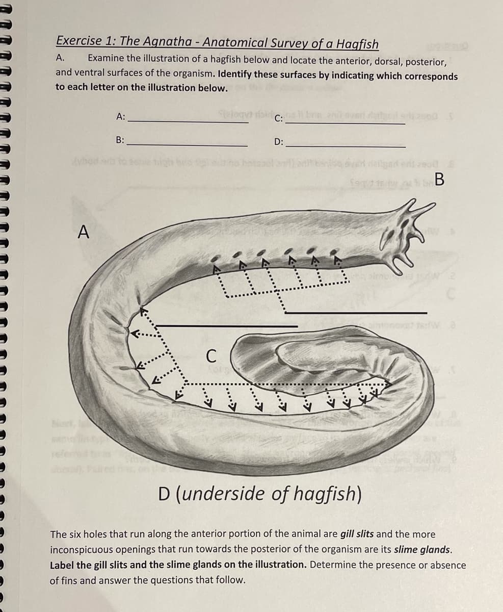 Exercise 1: The Agnatha - Anatomical Survey of a Hagfish
А.
Examine the illustration of a hagfish below and locate the anterior, dorsal, posterior,
and ventral surfaces of the organism. Identify these surfaces by indicating which corresponds
to each letter on the illustration below.
A:
B:
D:
dybod
В
A
mone
C
D (underside of hagfish)
The six holes that run along the anterior portion of the animal are gill slits and the more
inconspicuous openings that run towards the posterior of the organism are its slime glands.
Label the gill slits and the slime glands on the illustration. Determine the presence or absence
of fins and answer the questions that follow.
