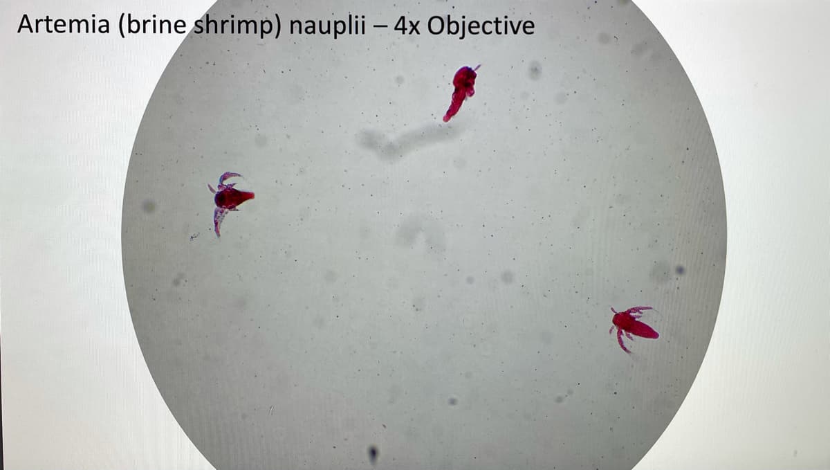 Artemia (brine shrimp) nauplii – 4x Objective
