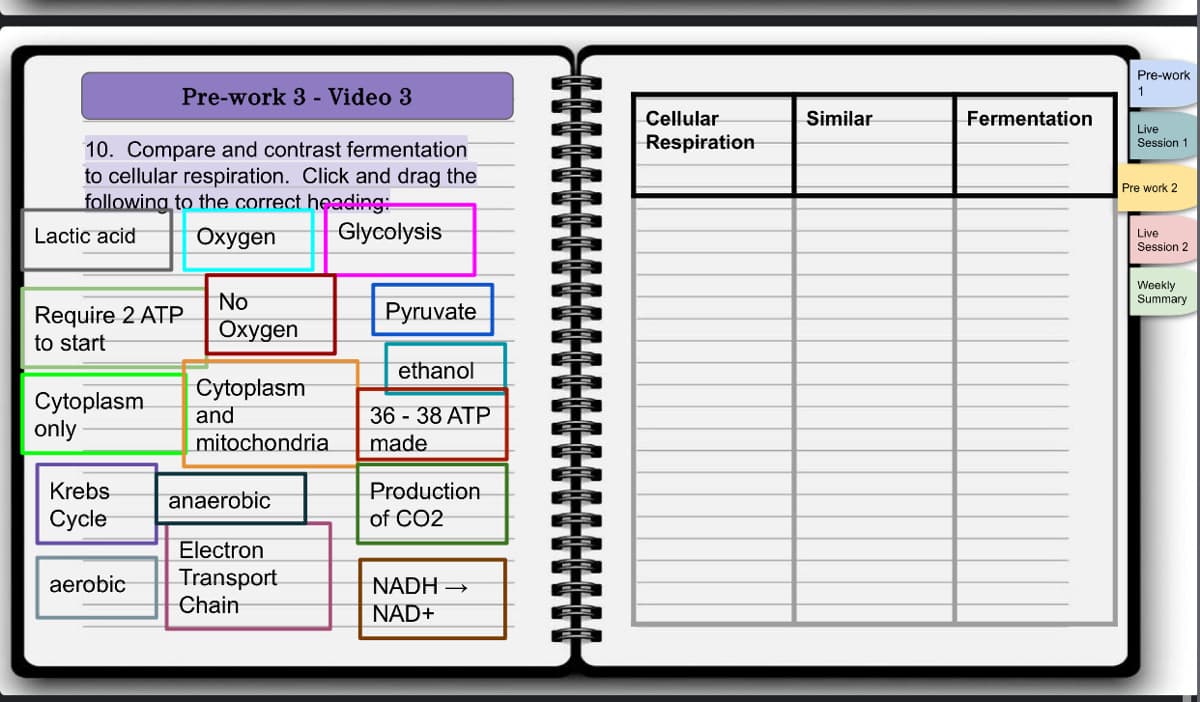 10. Compare and contrast fermentation
to cellular respiration. Click and drag the
following to the correct heading:
Oxygen
Glycolysis
Lactic acid
Require 2 ATP
to start
Cytoplasm
only
Pre-work 3 - Video 3
Krebs
Cycle
aerobic
No
Oxygen
Cytoplasm
and
mitochondria
anaerobic
Electron
Transport
Chain
Pyruvate
ethanol
36 - 38 ATP
made
Production
of CO2
NADH →
NAD+
Cellular
Respiration
Similar
Fermentation
Pre-work
1
Live
Session 1
Pre work 2
Live
Session 2
Weekly
Summary
