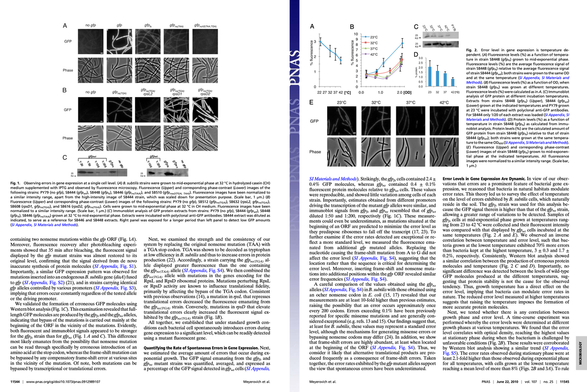 A
GFP
Phase
B
GFP
Phase
no gfp
no gfp
gfpwt
1:2
gfp
B
gfpns(TGA)
11544 | www.pnas.org/cgi/doi/10.1073/pnas.0912989107
containing two nonsense mutations within the gfp ORF (Fig. 14).
Moreover, fluorescence recovery after photobleaching experi-
ments showed that 35 min after bleaching, the fluorescent signal
displayed by the gfp mutant strains was almost restored to its
original level, confirming that the signal derived from de novo
inaccurate synthesis of protein molecules (SI Appendix, Fig. S1).
Importantly, a similar GFP expression pattern was observed for
mutations inserted into an endogenous B. subtilis gene (disA) fused
to gfp (SI Appendix, Fig. S2) (21), and in strains carrying identical
gfp alleles controlled by various promoters (SI Appendix, Fig. S3),
implying that errors occur constantly regardless of the tested allele
or the driving promoter.
We validated the formation of erroneous GFP molecules using
Western blot analysis (Fig. 1C). This examination revealed that full-
length GFP molecules are produced by the gfpfs and the gfpns alleles,
indicating that bypass of the mutations is carried out mainly at the
beginning of the ORF in the vicinity of the mutations. Evidently,
both fluorescent and immunoblot signals appeared to be stronger
for the gfpf strain than for gfpns (Fig. 1 A and C). This difference
most likely emanates from the possibility that nonsense mutation
can be read through specifically by erroneous introduction of an
amino acid at the stop codon, whereas the frame-shift mutation can
be bypassed by any compensatory frame-shift error at various sites
in the vicinity of the mutation. Of note, both mutations can be
bypassed by transcriptional or translational errors.
gfpis
gfp ns(TGA)
rpsL2
25
Kd-
gfpwt
gfpns(TAA) gfPnsX2(TAA,TGA)
Fig. 1. Observing errors in gene expression at a single cell level. (A) B. subtilis strains were grown to mid-exponential phase at 32 °C in hydrolyzed casein (CH)
medium supplemented with IPTG and observed by fluorescence microscopy. Fluorescence (Upper) and corresponding phase-contrast (Lower) images of the
following strains: PY79 (no gfp), SB444 (gfpwt), SB448 (gfpf), SB446 (gfpns(TAA)), and SB510 (gfpnsx2(TGA, TAA)). Fluorescence images have been normalized to
a similar intensity range, apart from the high-intensity image of SB444 strain, which was scaled down for presentation purpose. (Scale bar, 1 µm.) (B)
Fluorescence (Upper) and corresponding phase-contrast (Lower) images of the following strains: PY79 (no gfp), SB512 (gfpns (TGA)), SB632 (rpsL2, gfpns(TGA)),
SB608 (rpsD1, gfpns (TGA)), and SB616 (rpsD2, gfpns(TGA)). Cells were grown to mid-exponential phase at 32 °C in CH medium. Fluorescence images have been
normalized to a similar intensity range. (Scale bar, 1 µm.) (C) Immunoblot analysis of GFP protein extracts from strains: PY79 (no gfp), SB444 (gfpwt), SB448
(gfpfs), SB446 (gfpns(TAA)) grown at 32 °C to mid-exponential phase. Extracts were incubated with polyclonal anti-GFP antibodies. SB444 extract was diluted as
indicated, to serve as a reference for SB446 and SB448 extracts. Right panel was exposed for a longer period than left panel to detect low GFP amounts
(SI Appendix, SI Materials and Methods).
gfpns (TGA)
rpsD1
gfpns(TGA)
rpsD2
Next, we examined the strength and the consistency of our
system by replacing the original nonsense mutation (TAA) with
a TGA stop codon. TGA was shown to be decoded as tryptophan
at low efficiency in B. subtilis and thus to increase errors in protein
production (22). Accordingly, a strain carrying the gfPns (TGA) al-
lele displayed greater fluorescence than the one containing
the gfpns(TAA) allele (SI Appendix, Fig. S4). We then combined the
gfPns (TGA) allele with mutations in the genes encoding for the
RpsL and RpsD ribosomal proteins. Mutations perturbing RpsL
or RpsD activity are known to influence translational fidelity,
primarily by affecting the bypass of the TGA codon. Consistent
with previous observations (14), a mutation in rpsL that represses
translational errors decreased the fluorescence emanating from
the gfPns (TGA) strain. Conversely, mutations in rpsD that elevate
translational errors clearly increased the fluorescent signal ex-
hibited by the gfpns (TGA) strain (Fig. 1B).
All together, we established that under standard growth con-
ditions each bacterial cell spontaneously introduces errors during
gene expression to a significant level, which can be readily detected
using a mutant fluorescent gene.
Quantifying the Rate of Spontaneous Errors in Gene Expression. Next,
we estimated the average amount of errors that occur during ex-
ponential growth. The GFP signal emanating from the gfpfs and
gfPns mutant strains was quantified, averaged, and expressed as
a percentage of the GFP signal detected in gfpwt cells (Sİ Appendix,
Meyerovich et al.
PNAS
% fluorescence
E
0
GFP
22 27 32 37 42 [°C]
Phase
B
23°C
Meyerovich et al.
10
% fluorescence
09876
-Nw.
0
0.0
23°C
32°C
-37°C
-42°C
1.0
32°C
2.0 [OD]
25
25
Kd-
% protein
37°C
3.0
2.5
2.0
1.5
1.0
0.5
0.0
23
32
IS
SI Materials and Methods). Strikingly, the gfpf cells contained 2.4 ±
0.4% GFP molecules, whereas gfpns contained 0.4 ± 0.1%
fluorescent protein molecules relative to gfpwt cells. These values
were reproducible, and showed little variation among cells of each
strain. Importantly, estimates obtained from different promoters
driving the transcription of the mutant gfp alleles were similar, and
immunoblot signals from gfpfs and gfpns resembled that of gfpwt
diluted 1:50 and 1:200, respectively (Fig. 1C). These measure-
ments could even be underestimates, as mutations situated at the
beginning of an ORF are predicted to minimize the error level as
they predispose ribosomes to fall off the transcript (17, 23). To
further examine if the error rates detected are exceptional or re-
flect a more standard level, we measured the fluorescence ema-
nated from additional gfp mutated alleles. Replacing the
nucleotide causing the frame-shift mutation from A to G did not
affect the error level (SI Appendix, Fig. S4), suggesting that the
location rather than the sequence is critical for determining the
error level. Moreover, inserting frame-shift and nonsense muta-
tions into additional positions within the gfp ORF revealed similar
error frequencies (SI Appendix, Fig. S4).
A careful comparison of the values obtained using the gfpns
alleles (SI Appendix, Fig. S4) in B. subtilis with those obtained using
an ocher nonsense codon in E. coli (15, 17) revealed that our
measurements are at least 10-fold higher than previous estimates,
raising the possibility that an error occurs approximately once
every 200 codons. Errors exceeding 0.1% have been previously
reported for specific missense mutations and are generally con-
sidered exceptional (e.g. refs. 13 and 15). Our findings suggest that,
at least for B. subtilis, these values may represent a standard error
level, although the mechanisms for generating missense errors or
bypassing nonsense codons may differ (24). In addition, we show
that frame-shift errors are highly abundant, at least when located
at the beginning of the ORF (SI Appendix, Fig. S4). Thus, we
consider it likely that alternative translational products are pro-
duced frequently as a consequence of frame-shift errors. Taken
together, the error rates exhibited by the gfp mutant alleles support
the view that spontaneous errors have been underestimated.
37 42 [°C]
42°C
Fig. 2. Error level in gene expression is temperature de-
pendent. (A) Fluorescence levels (%) as a function of tempera-
ture in strain SB448 (gfps) grown to mid-exponential phase.
Fluorescence levels (%) are the average fluorescence signal of
strain SB448 (gfpfs) relative to the average fluorescence signal
of strain SB444 (gfpwt); both strains were grown to the same OD
and at the same temperature (SI Appendix, SI Materials and
Methods). (B) Fluorescence levels (%) as a function of OD, when
strain SB448 (gfps) was grown at different temperatures.
Fluorescence levels (%) were calculated as in A. (C) Immunoblot
analysis of GFP protein at different incubation temperatures.
Extracts from strains SB448 (gfpfs) (Upper), SB444 (gfpwt)
(Lower) grown at the indicated temperatures and PY79 grown
at 23 °C were incubated with polyclonal anti-GFP antibodies.
For SB444 only 1/20 of each extract was loaded (SI Appendix, SI
Materials and Methods). (D) Protein levels (%) as a function of
temperature in strain SB448 (gfps) as calculated from immu-
noblot analysis. Protein levels (%) are the calculated amount of
GFP protein from strain SB448 (gfps) relative to that of strain
SB444 (gfpwt); both strains were grown at the same tempera-
ture to the same OD 600 (SI Appendix, SI Materials and Methods).
(E) Fluorescence (Upper) and corresponding phase-contrast
(Lower) images of strain SB448 (gfpfs) grown to mid-exponen-
tial phase at the indicated temperatures. All fluorescence
images were normalized to a similar intensity range. (Scale bar,
1 μm.)
Error Levels in Gene Expression Are Dynamic. In view of our obser-
vations that errors are a prominent feature of bacterial gene ex-
pression, we reasoned that bacteria in natural habitats modulate
error rates. This theory led us to survey the effect of temperature
on the level of errors exhibited by B. subtilis cells, which naturally
reside in the soil. The gfpfs strain was used for this analysis be-
cause the GFP signal therein is higher than that of the gfpns strain,
allowing a greater range of variations to be detected. Samples of
gfpfis cells at mid-exponential phase grown at temperatures rang-
ing from 23 to 42 °C were collected and their fluorescent intensity
was compared with that displayed by gfpwt cells incubated at the
same temperatures (Fig. 2 A and E). We observed an inverse
correlation between temperature and error level, such that bac-
teria grown at the lowest temperature exhibited 70% more errors
than bacteria kept at the highest temperature, 3 ± 0.3 and 1.7 +
0.2%, respectively. Consistently, Western blot analysis showed
a similar correlation between the production of erroneous protein
molecules and temperature (Fig. 2 C and D). Importantly, no
significant difference was detected between the levels of wild-type
GFP molecules produced at the different temperatures, sug-
gesting that protein stability is not the cause for the observed
tendency. Thus, growth temperature has a direct effect on the
error level, implying that bacteria can modulate error rates in
nature. The reduced error level measured at higher temperatures
suggests that raising the temperature imposes the formation of
more accurate protein molecules.
Next, we tested whether there is any correlation between
growth phase and error level. A time-course experiment was
performed whereby the error levels were determined at different
growth phases at various temperatures. We found that the error
level correlates with optical density, reaching the highest values
at stationary phase during when the bacterium is challenged by
unfavorable conditions (Fig. 2B). These results were corroborated
by Western blot analysis showing a similar trend (SI Appendix,
Fig. S5). The error rates observed during stationary phase were at
least 2.1-fold higher than those observed during exponential phase
for all temperatures, with cells grown at the lowest temperature
reaching a mean level of more than 8% (Figs. 2B and 34). To rule
PNAS | June 22, 2010 | vol. 107 | no. 25 | 11545
MICROBIOLOGY