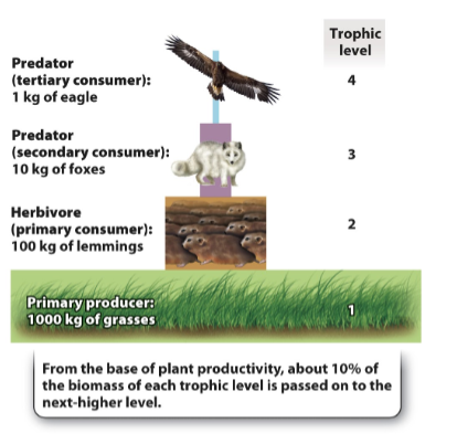 Trophic
level
Predator
(tertiary consumer):
1 kg of eagle
4
Predator
(secondary consumer):
10 kg of foxes
3
Herbivore
(primary consumer):
100 kg of lemmings
2
Primary producer:
1000 kg of grasses
From the base of plant productivity, about 10% of
the biomass of each trophic level is passed on to the
next-higher level.
