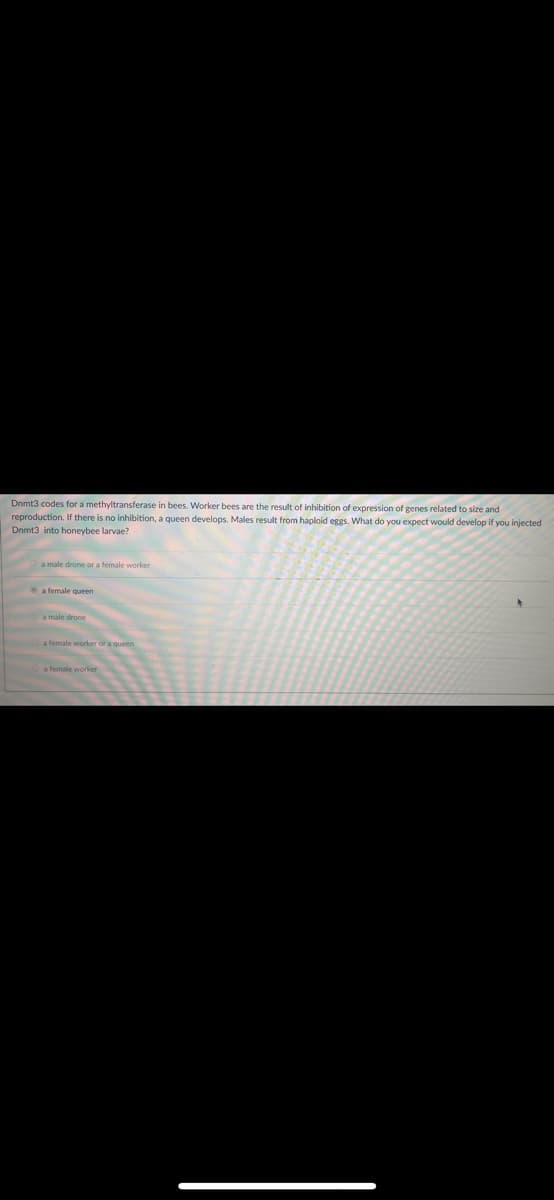 Dnmt3 codes for a methyltransferase in bees. Worker bees are the result of inhibition of expression of genes related to size and
reproduction. If there is no inhibition, a queen develops. Males result from haploid eggs. What do you expect would develop if you injected
Dnmt3 into honeybee larvae?
a male drone or a female worker
a female queen
a male drone
a female worker or a queen
a female worker