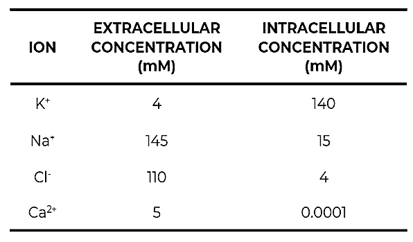 EXTRACELLULAR
INTRACELLULAR
ION
CONCENTRATION
CONCENTRATION
(mM)
(mM)
K*
4
140
Na*
145
15
Cl-
110
4
Ca?-
0.0001
