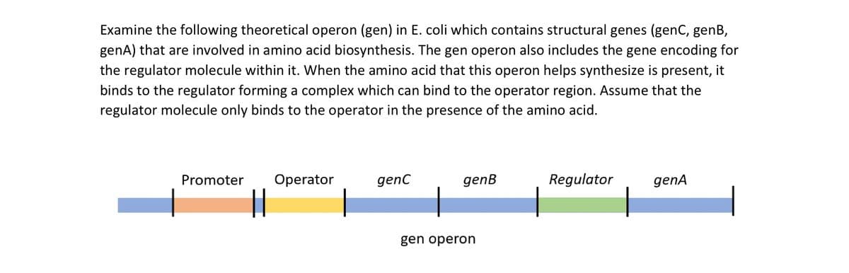 Examine the following theoretical operon (gen) in E. coli which contains structural genes (genC, genB,
genA) that are involved in amino acid biosynthesis. The gen operon also includes the gene encoding for
the regulator molecule within it. When the amino acid that this operon helps synthesize is present, it
binds to the regulator forming a complex which can bind to the operator region. Assume that the
regulator molecule only binds to the operator in the presence of the amino acid.
Promoter
||
Operator
genC
genB
gen operon
Regulator
genA