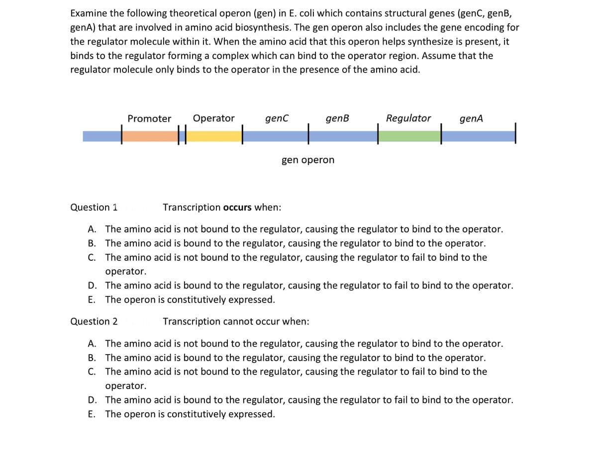 Examine the following theoretical operon (gen) in E. coli which contains structural genes (genC, genB,
genA) that are involved in amino acid biosynthesis. The gen operon also includes the gene encoding for
the regulator molecule within it. When the amino acid that this operon helps synthesize is present, it
binds to the regulator forming a complex which can bind to the operator region. Assume that the
regulator molecule only binds to the operator in the presence of the amino acid.
Question 1
Promoter Operator
genC
genB
gen operon
Regulator
genA
Transcription occurs when:
A. The amino acid is not bound to the regulator, causing the regulator to bind to the operator.
B. The amino acid is bound to the regulator, causing the regulator to bind to the operator.
C. The amino acid is not bound to the regulator, causing the regulator to fail to bind to the
operator.
D. The amino acid is bound to the regulator, causing the regulator to fail to bind to the operator.
E. The operon is constitutively expressed.
Question 2
Transcription cannot occur when:
A. The amino acid is not bound to the regulator, causing the regulator to bind to the operator.
B. The amino acid is bound to the regulator, causing the regulator to bind to the operator.
C. The amino acid is not bound to the regulator, causing the regulator to fail to bind to the
operator.
D. The amino acid is bound to the regulator, causing the regulator to fail to bind to the operator.
E. The operon is constitutively expressed.