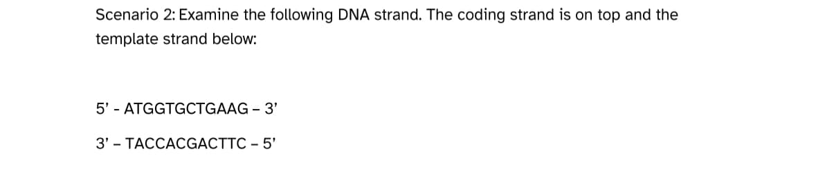Scenario 2: Examine the following DNA strand. The coding strand is on top and the
template strand below:
5' - ATGGTGCTGAAG - 3'
3'
TACCACGACTTC - 5'