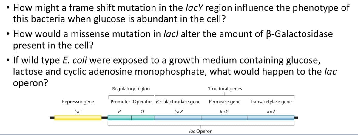 How might a frame shift mutation in the lacy region influence the phenotype of
this bacteria when glucose is abundant in the cell?
• How would a missense mutation in lacl alter the amount of B-Galactosidase
present in the cell?
●
If wild type E. coli were exposed to a growth medium containing glucose,
lactose and cyclic adenosine monophosphate, what would happen to the lac
operon?
Repressor gene
lacl
Regulatory region
Promoter-Operator B-Galactosidase gene
P
O
lacz
Structural genes
Permease gene
lac Operon
lacy
Transacetylase gene
lacA