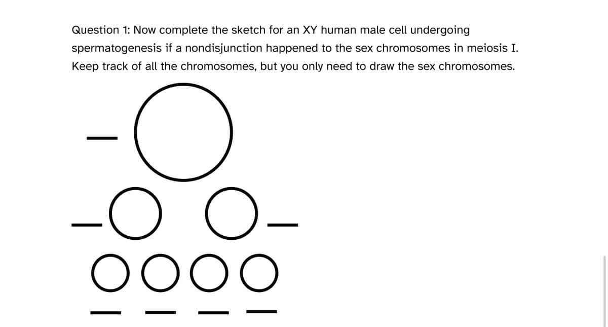 Question 1: Now complete the sketch for an XY human male cell undergoing
spermatogenesis if a nondisjunction happened to the sex chromosomes in meiosis I.
Keep track of all the chromosomes, but you only need to draw the sex chromosomes.
O
OOO O
